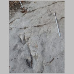 DSCN1000-cr-new baby tracks at right.jpg